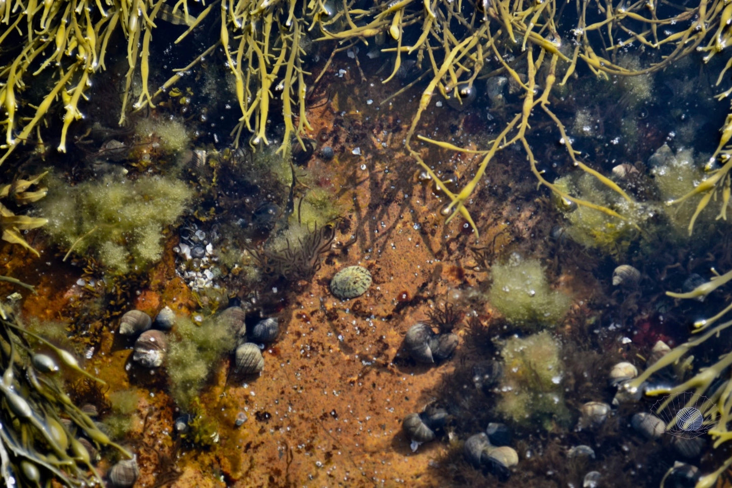 A limpet shell centered in a tidepool surrounded by shells and seaweeds.