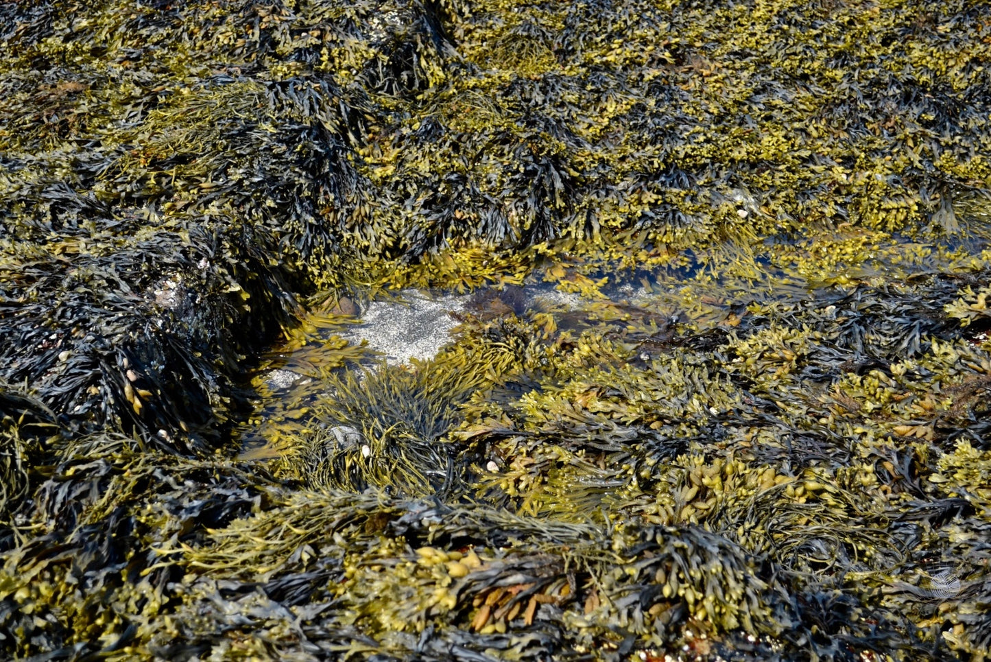 Forest green and olive green seaweeds growing over rocks on the ocean.