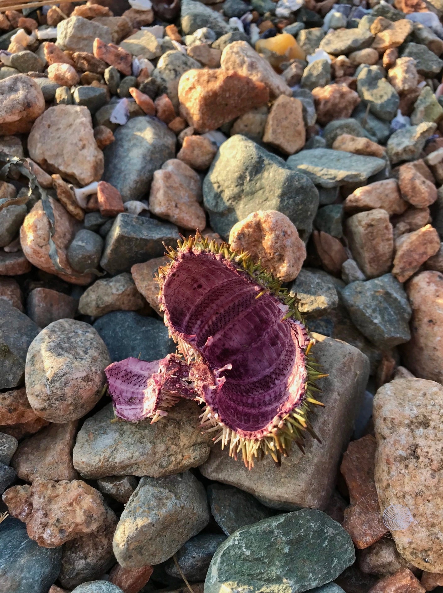 A broken sea urchin on a rocky beach.