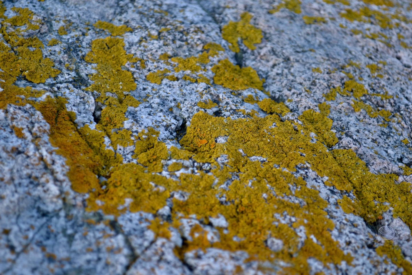 Closeup of a patch of orange, yellow, and green lichen growing on a granite boulder.